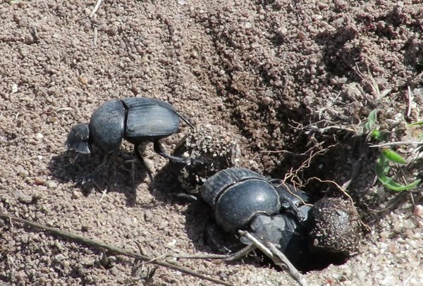 dung beetles