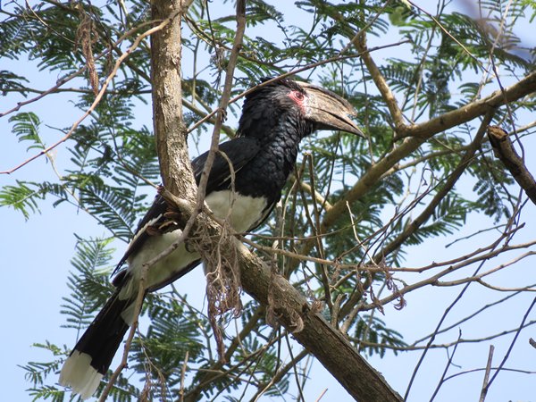 Trumpeter Hornbills And Punishing Honesty
