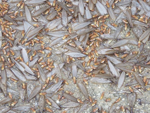 Flying Ants Or Four Star Hotels