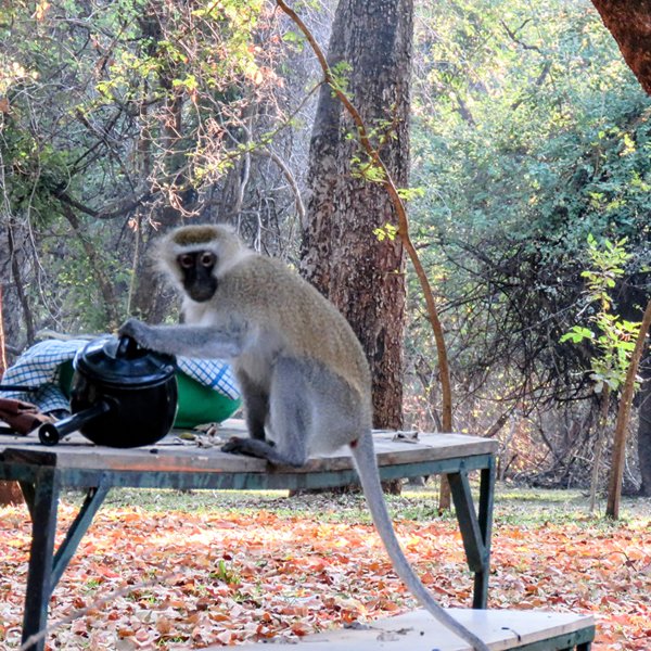 What’s in the pot? A Christmas Message From Zimbabwe