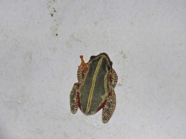 Ghost Birds, Frogs and Men With Whips